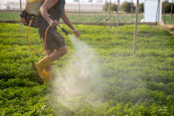 Best Ant Control Services  in Hercules, CA